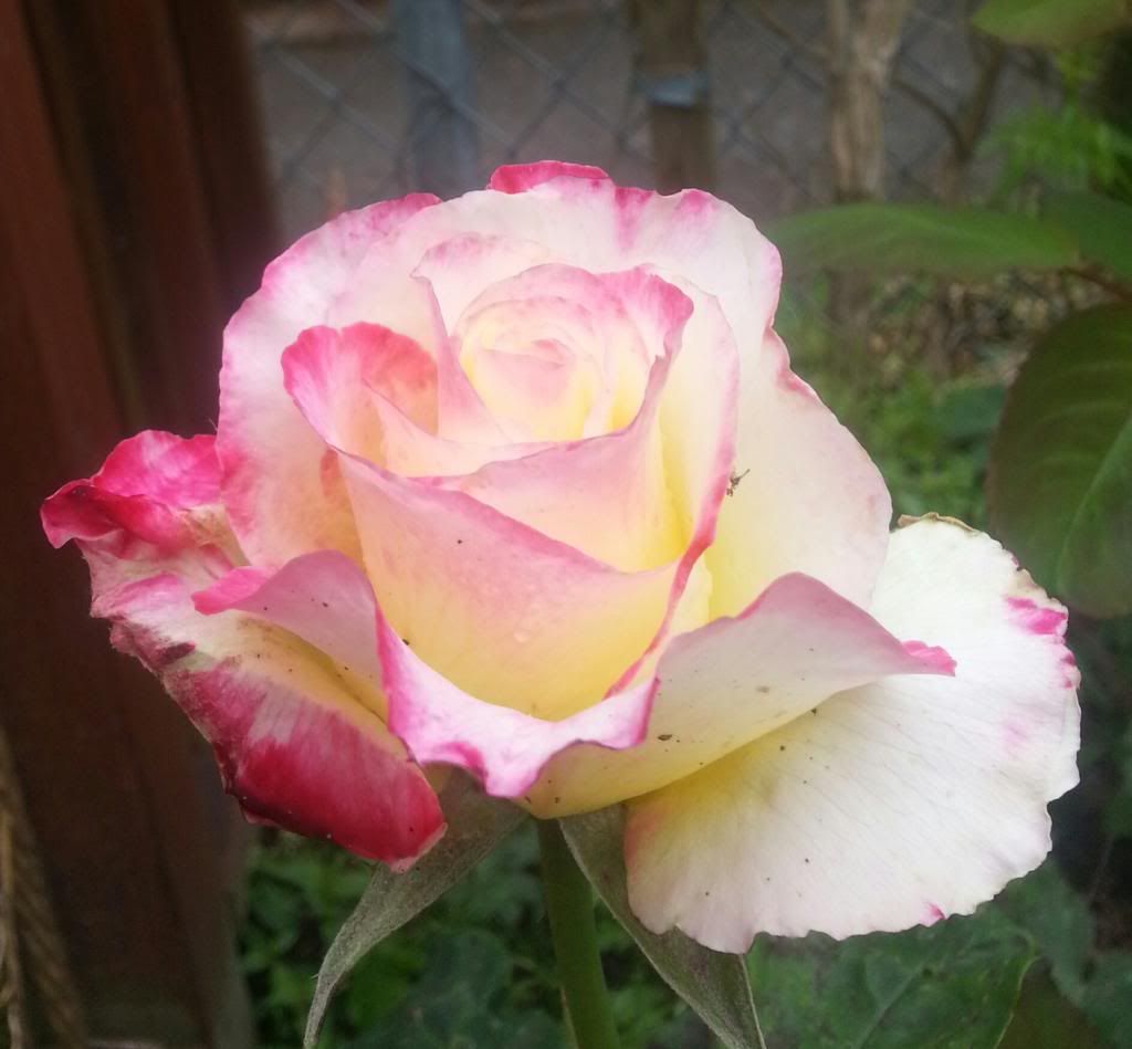  photo 20140525_094627-1_zpsxgt1g23f.jpg